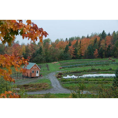The small chicken coop houses some 50 laying chickens