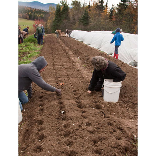 Planting garlic was one of our activities on 10-10-10