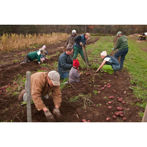 Harvesting the potatoes on 10-10-10