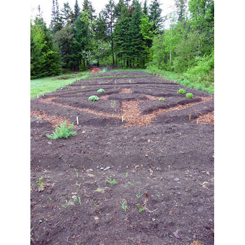 Setting up our herbs garden
