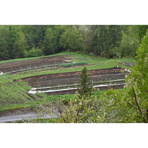 Respecterre Gardens in early spring