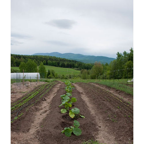 The garden is on the south side of the mountain which provide for a favorable growing environment