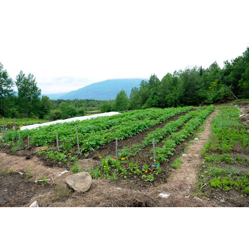 The potato field