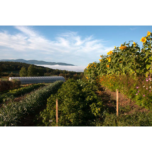 Respecterre Garden in full bloom