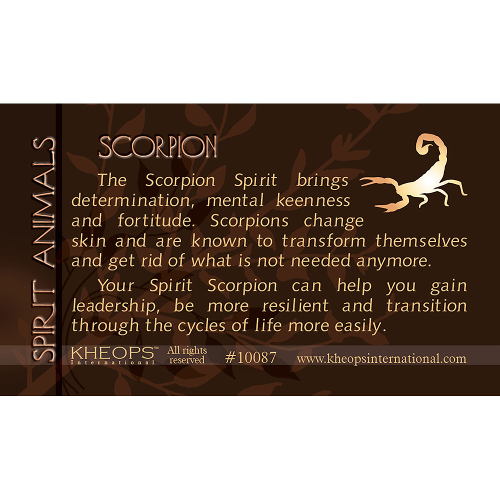 Spirit ANIMAL Info Card Scorpion (Each)