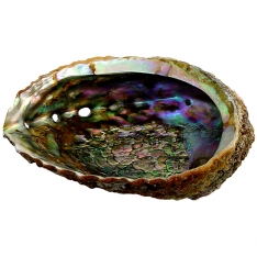 Abalone Shell - Medium (Each)