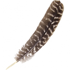 Turkey Feather (Each)